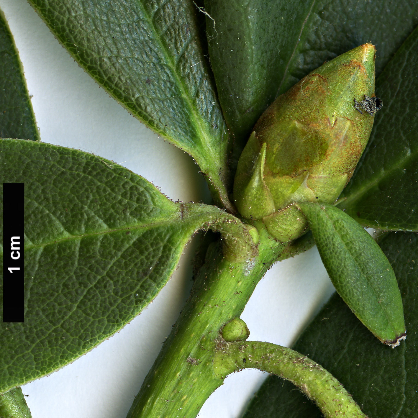 High resolution image: Family: Ericaceae - Genus: Rhododendron - Taxon: irroratum - SpeciesSub: ’Polka Dot’